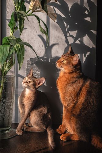 Коты и солнечная лилия