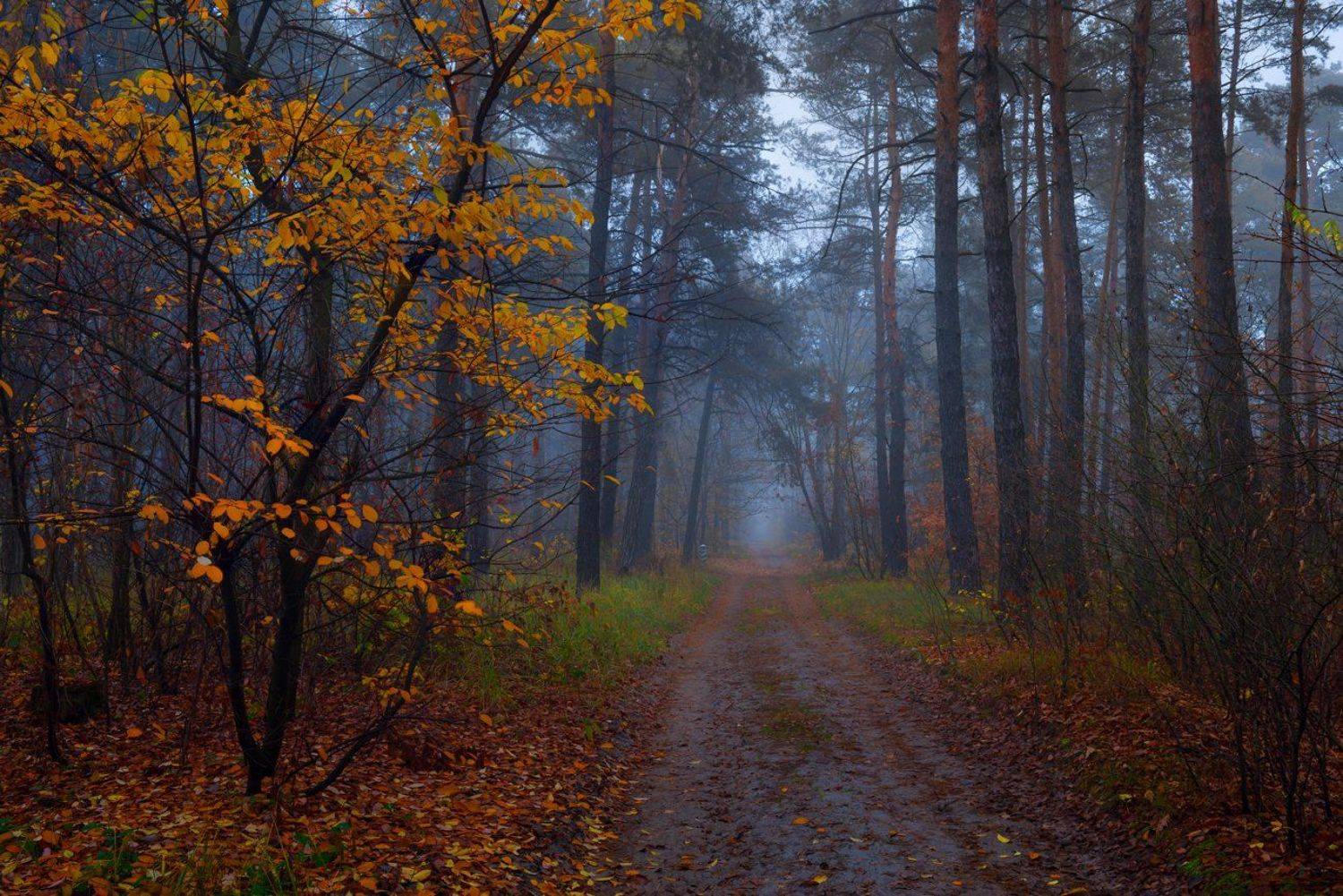 лес, осень, ноябрь, туман, сырость, тропа, Галанзовская Оксана