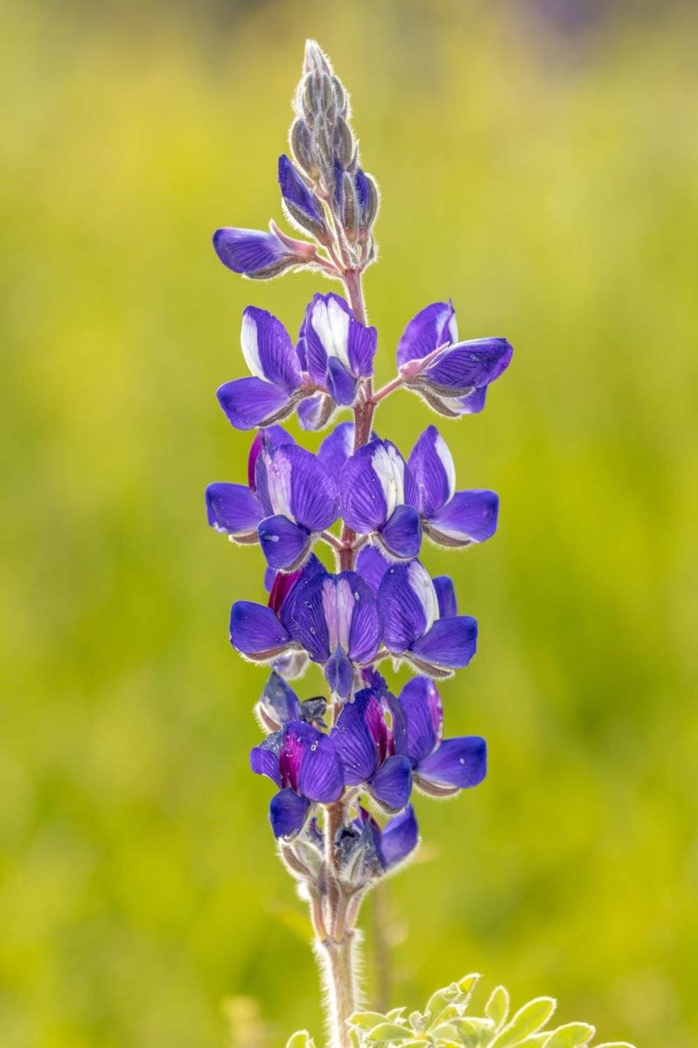 flowers, macro, nature, lupine, Israel, Nikolay Tatarchuk