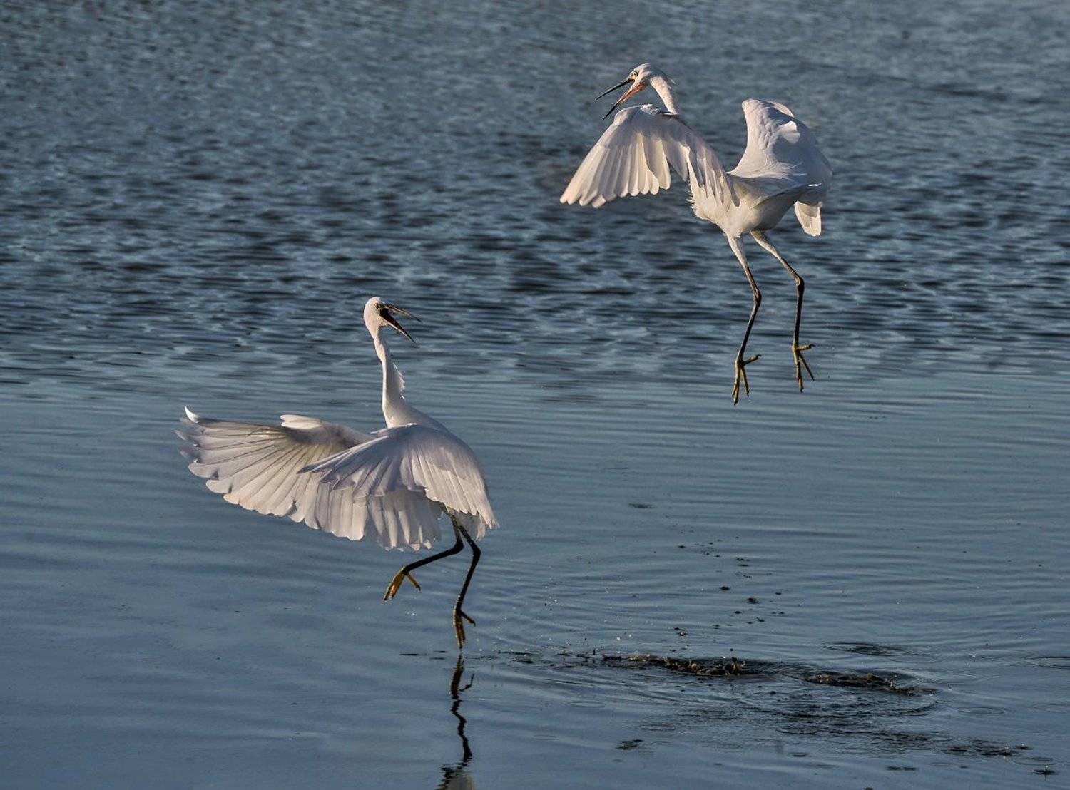 мы с приятелем вдвоем и танцуем и поём..., Boris Bekelman
