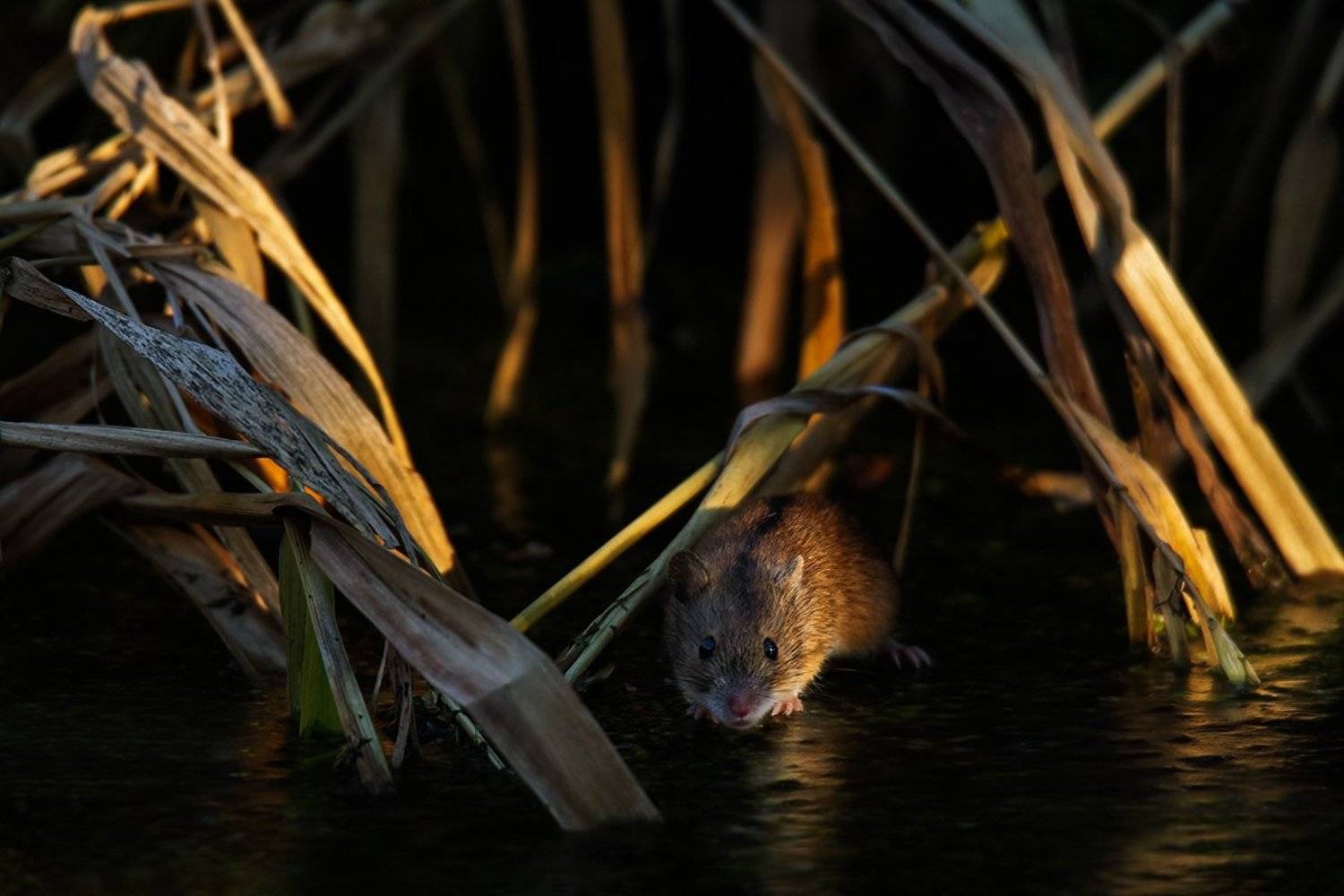 , Валерий Субачев
