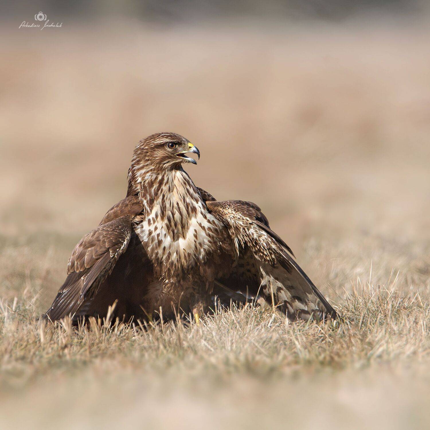 , Arkadiusz Michalak