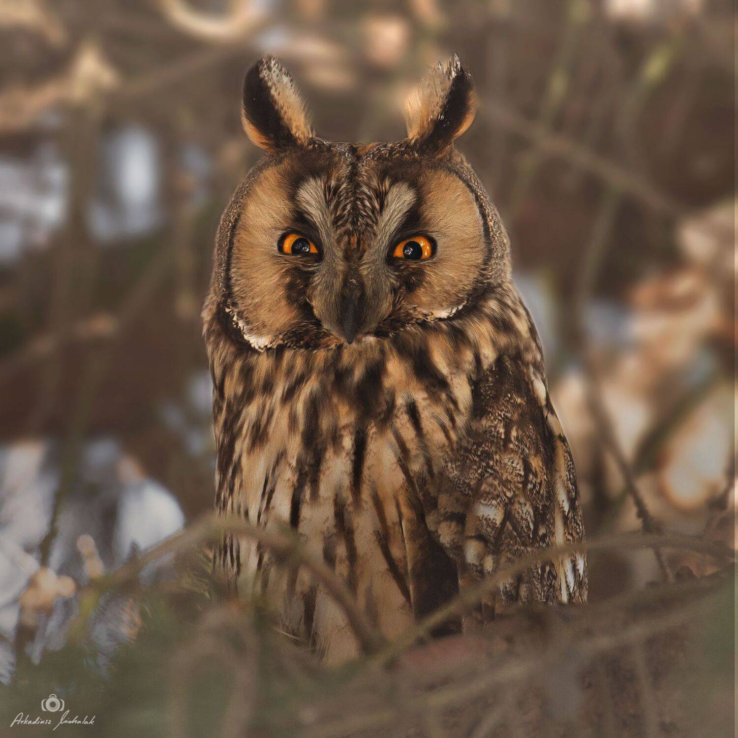 , Arkadiusz Michalak