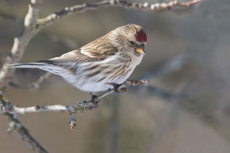 птицы, пернатые, чечетка, Про чечеток фото превью
