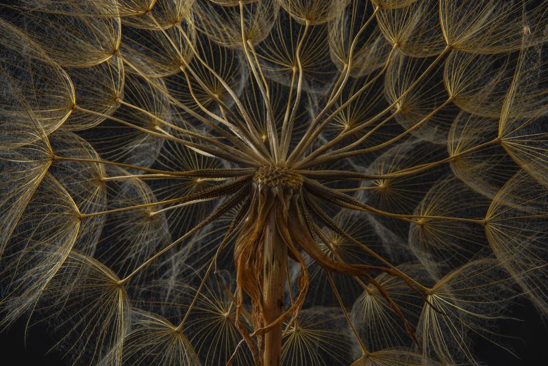 abstrac,center,light,yellow center фото превью