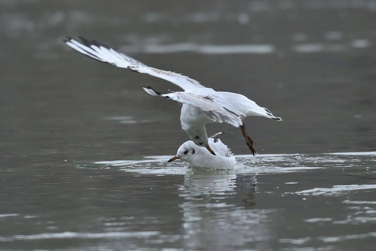 птицы birds slovakia, Jaroslav Mego