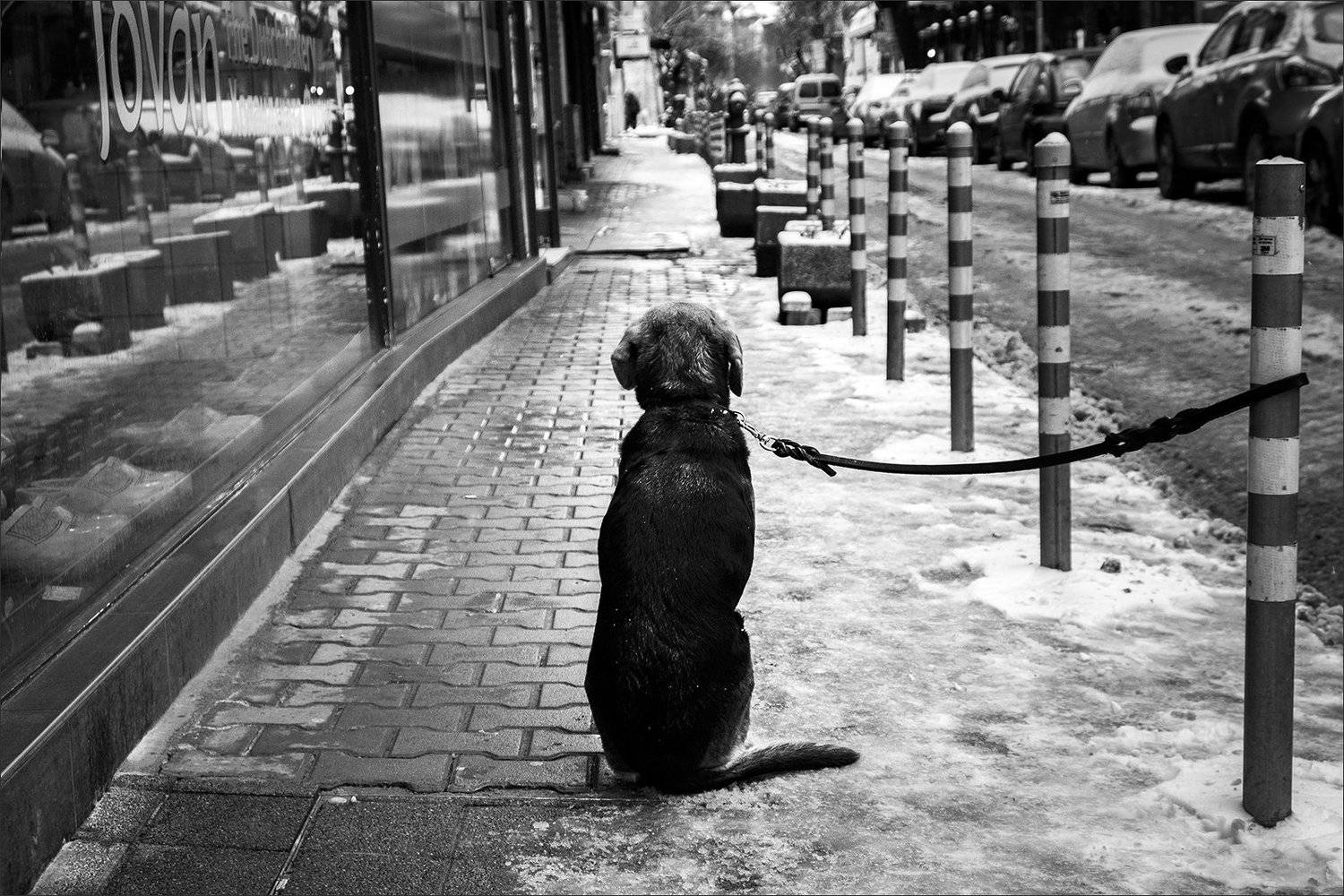 dog, собака, Denis Buchel (Денис Бучель)