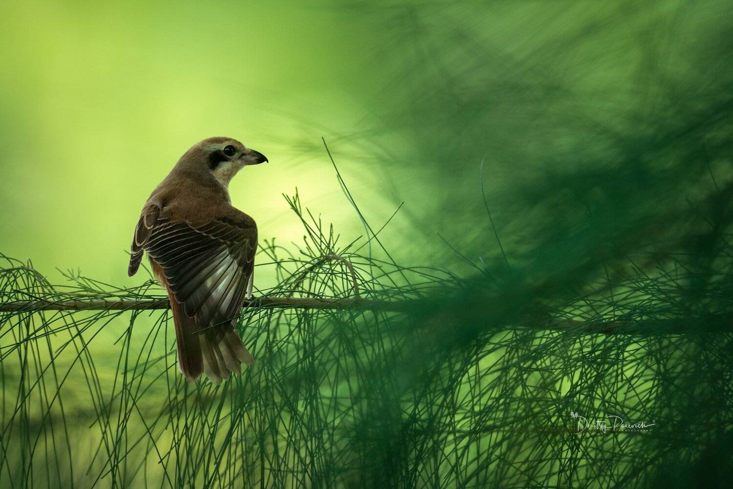 природа, животные, птицы, вьетнам, остров фукок, Дмитрий Посевич