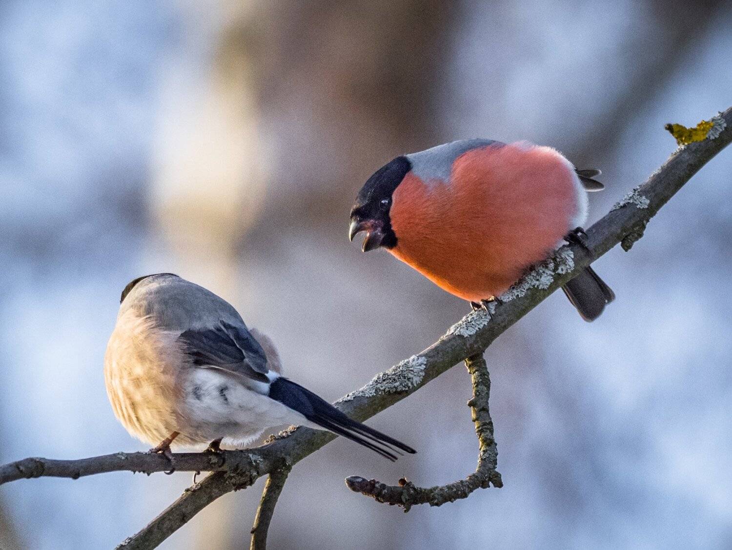 , Курлянцев Алексей