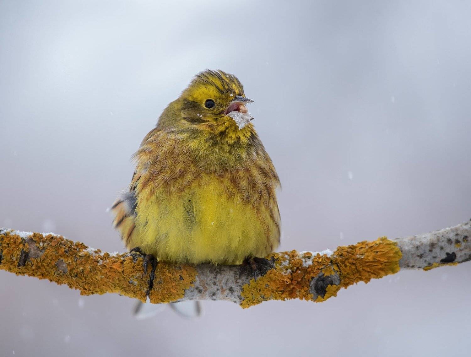 птицы,природа,весна, Андрей Киселёв
