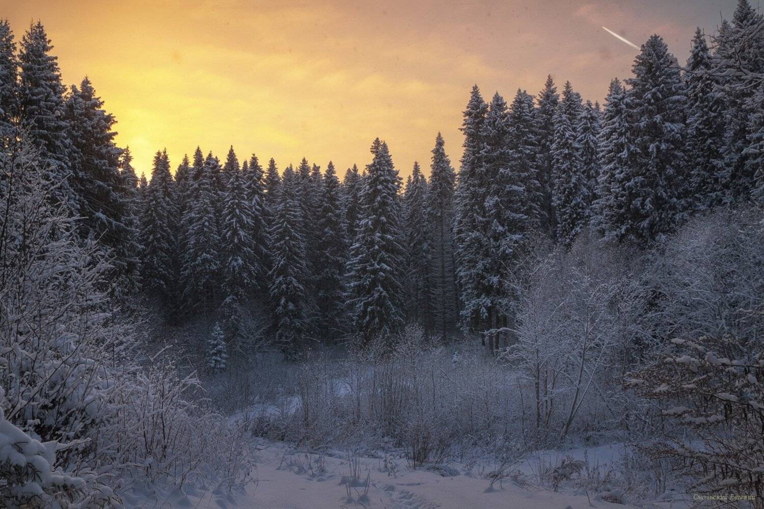 зима, закат, лес, мороз, снег, вечер, ель, Смольский Евгений