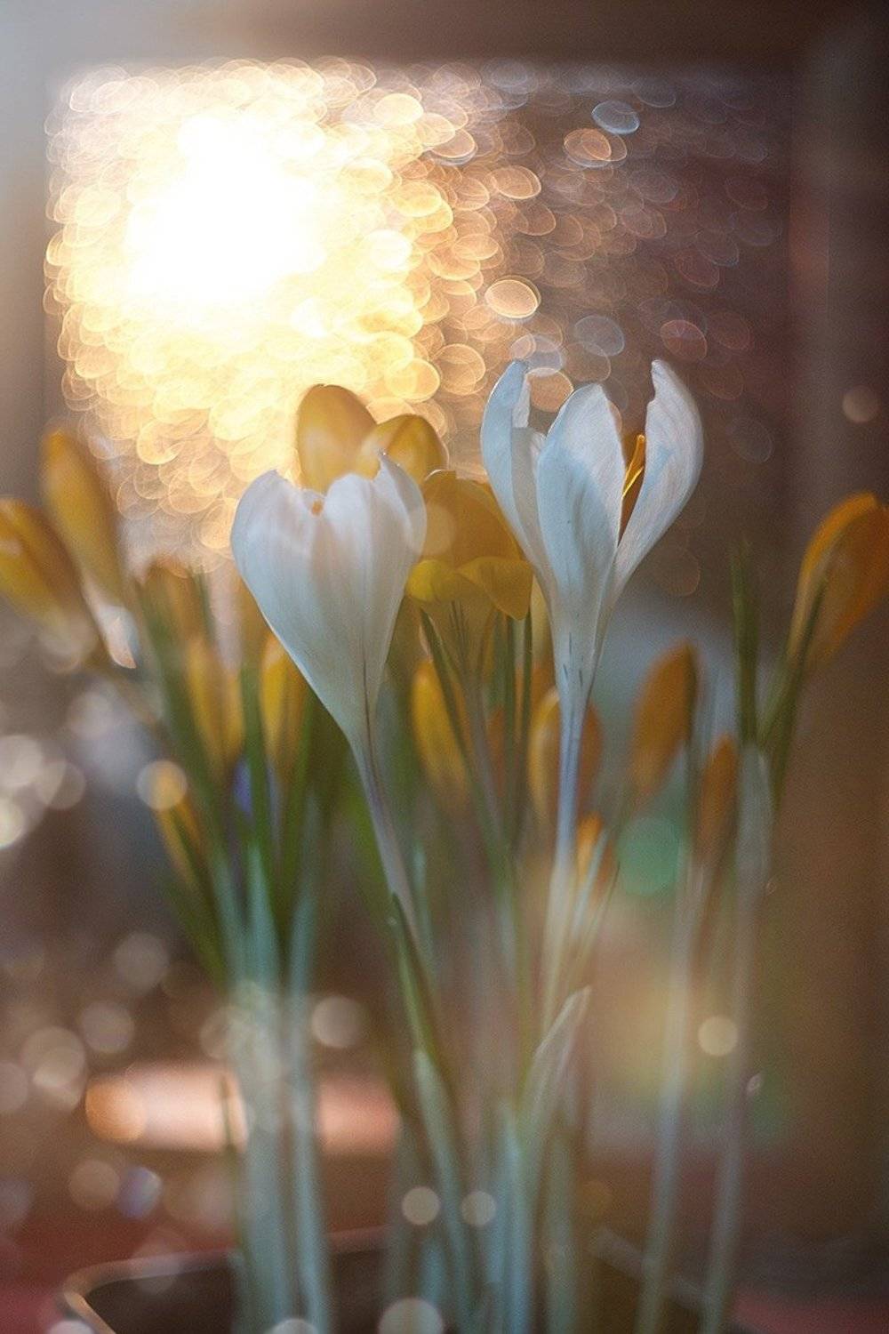 , Юлиана Джус