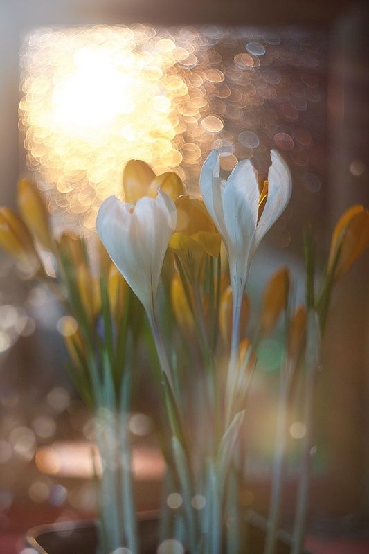 крокусы фото превью