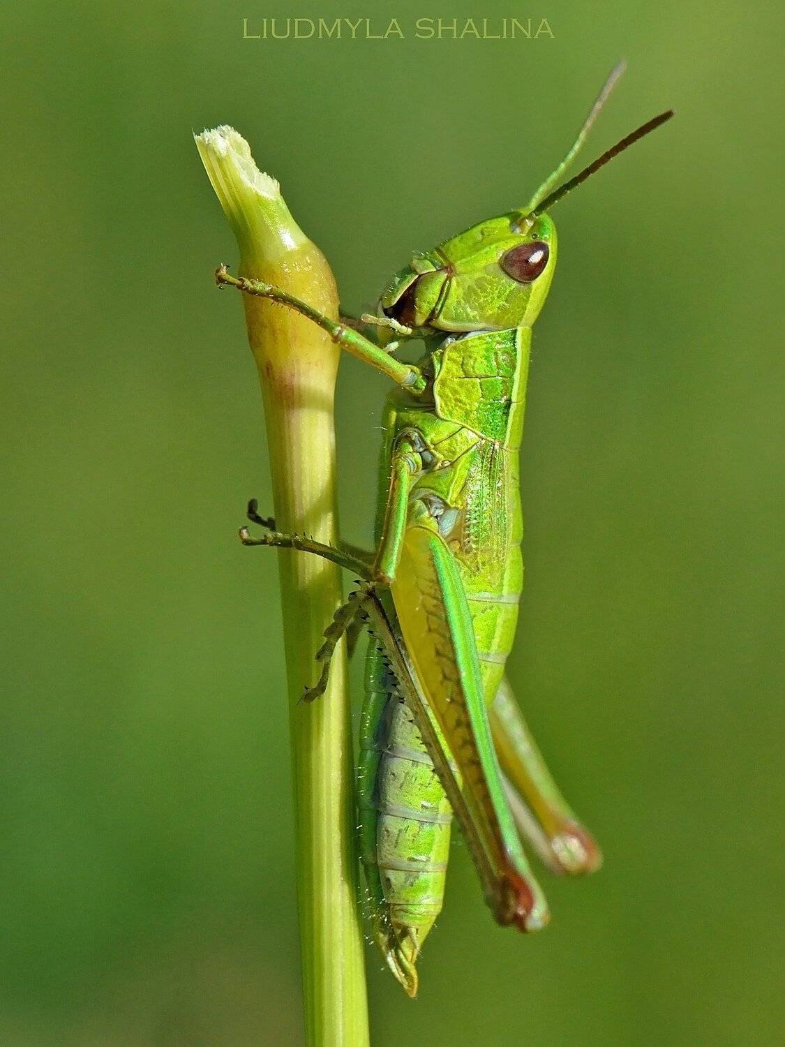 макро , природа , зеленый , кузнечик , саранча , кобылка , Людмила Шалина