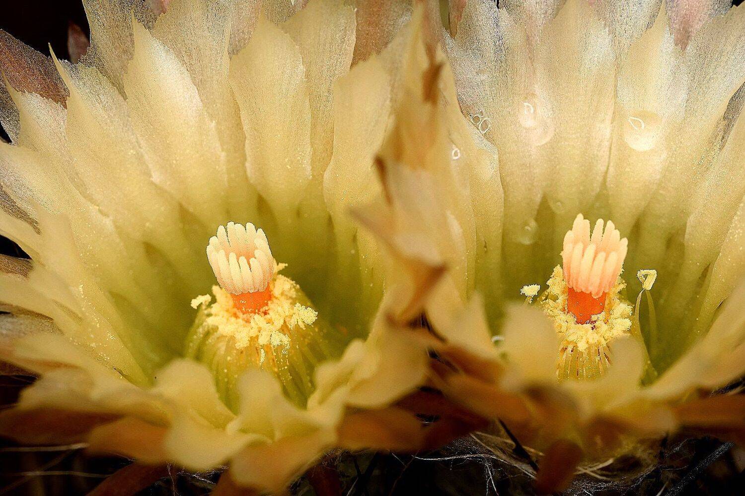 кактус цветок, Александр Зорин