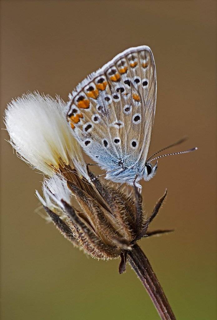 , Александр Земляной