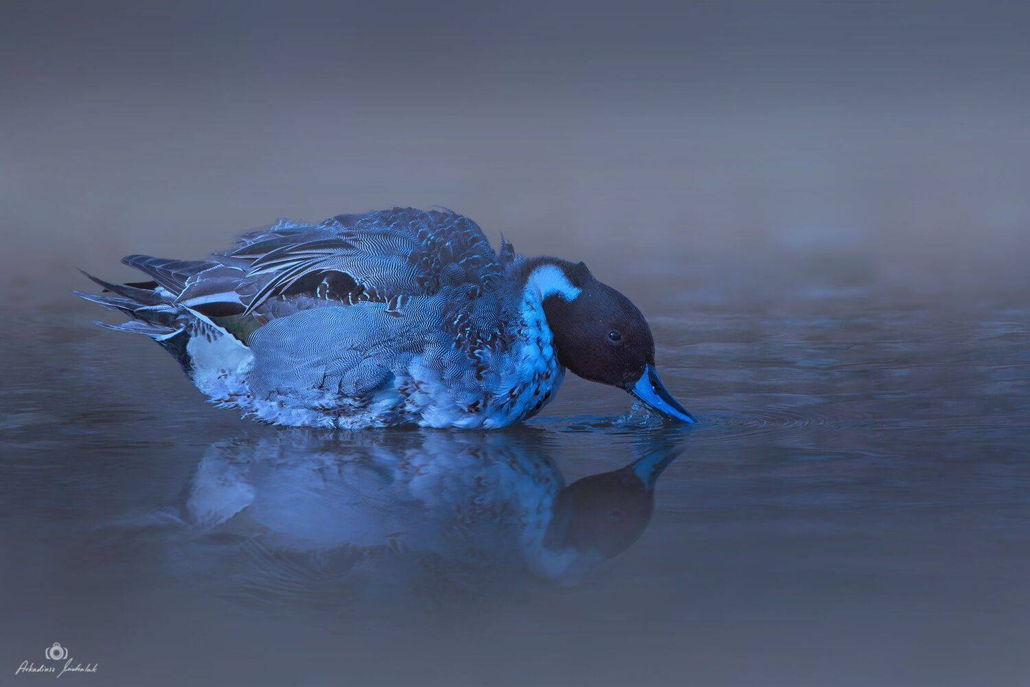 , Arkadiusz Michalak