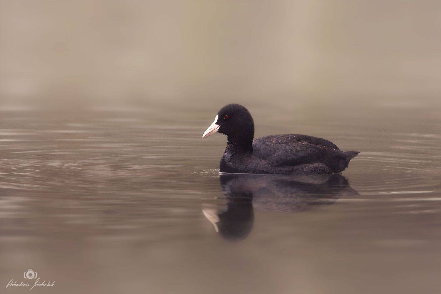 , Arkadiusz Michalak