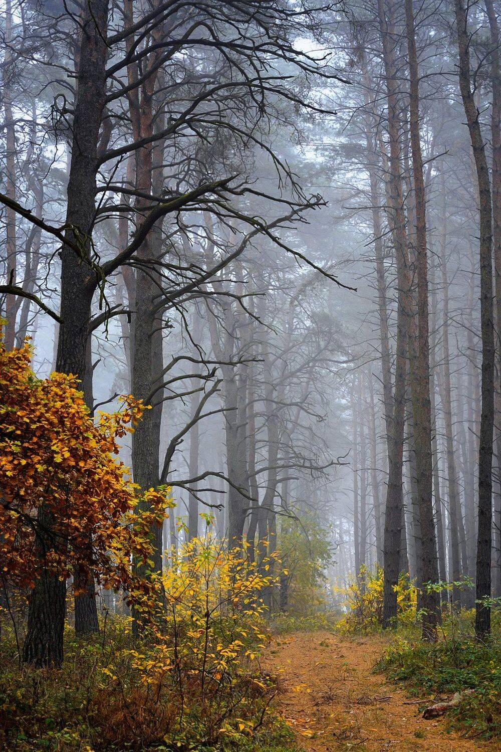 autumn walk in forest path magic mist road fall trees foggy silence, Radoslaw Dranikowski
