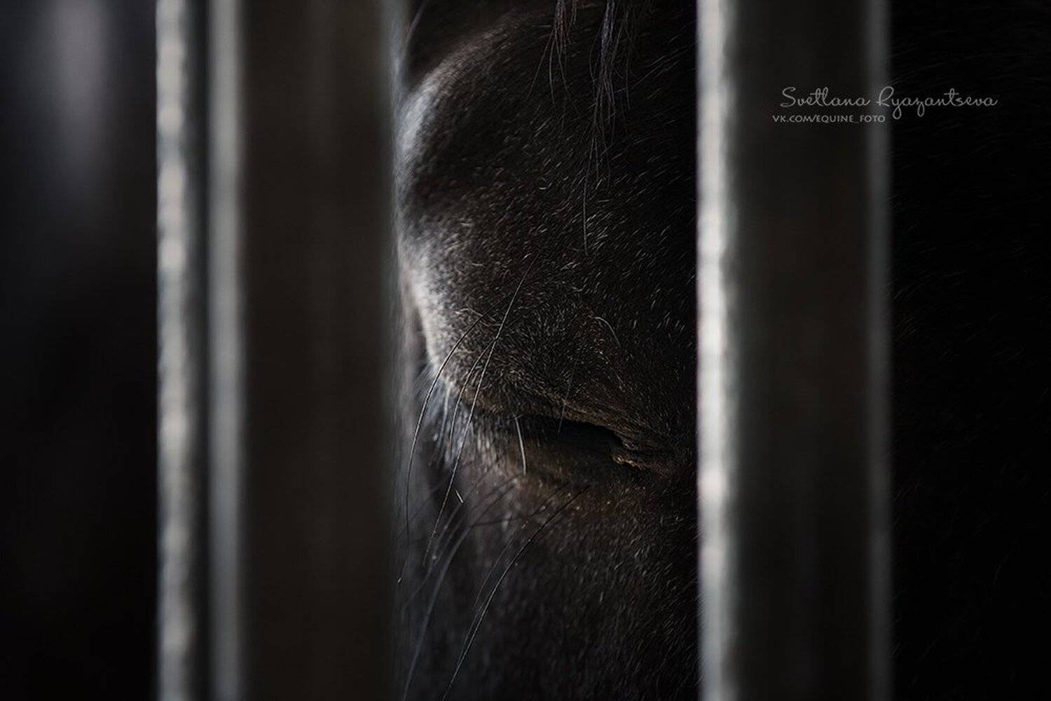 horse, лошадь, лошади, portrait, Svetlana Ryazantseva