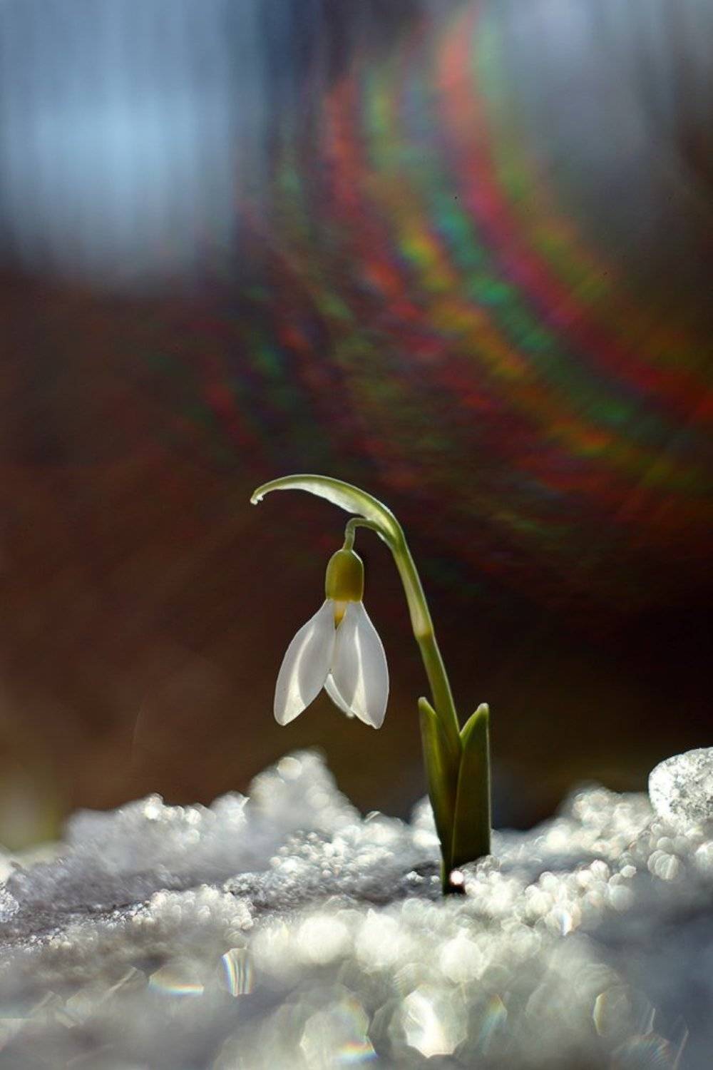 март, весна, подснежник, солнце, лучи, гелиос, Петриченко Валерий