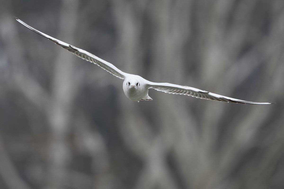 птицы birds slovakia, Jaroslav Mego
