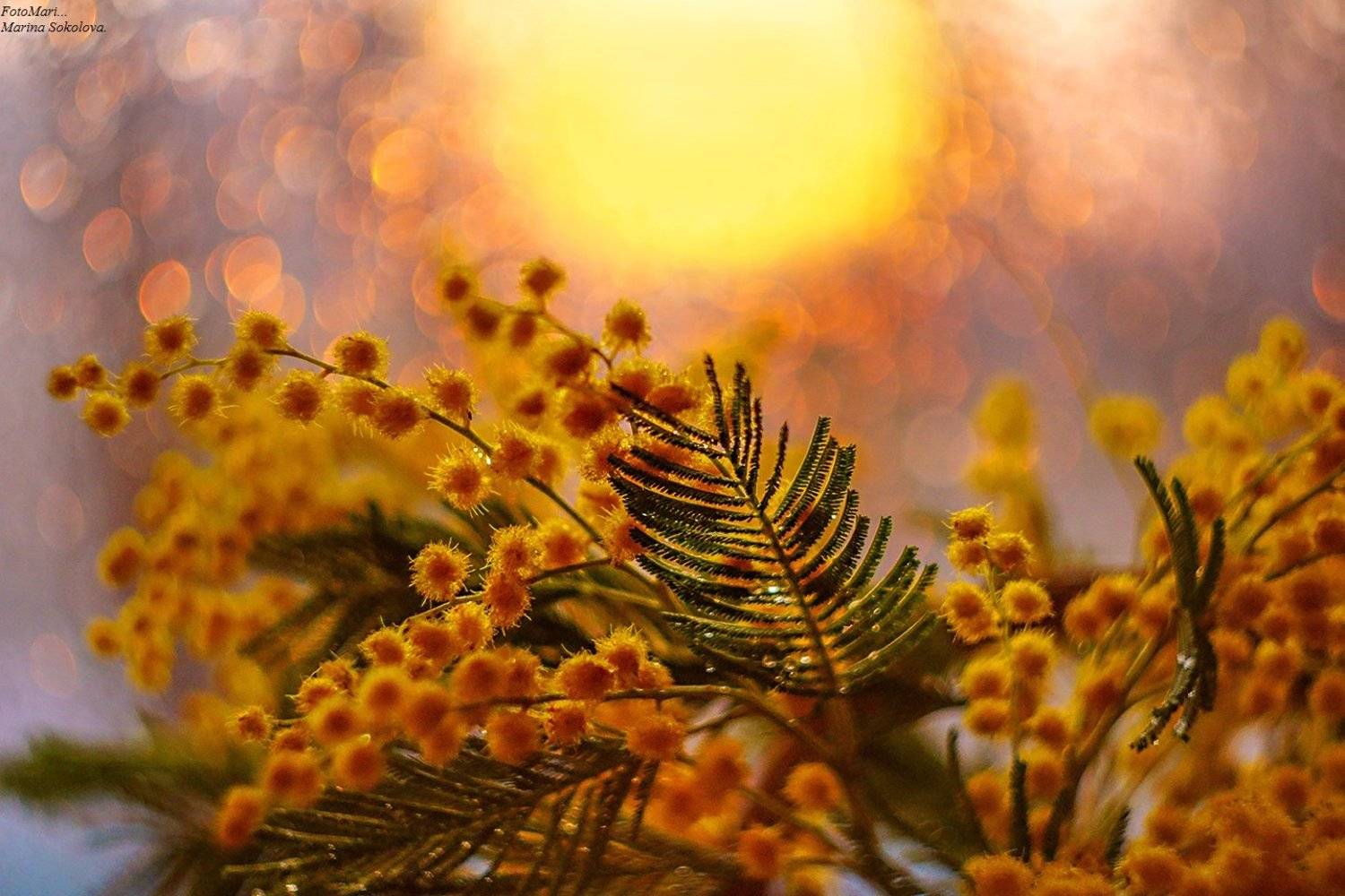 , Марина Соколова