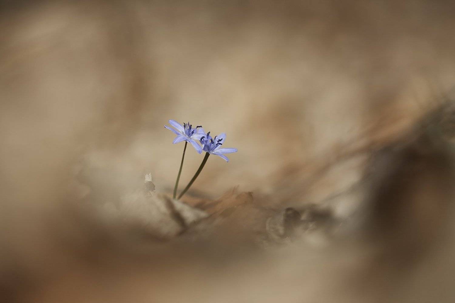 , Nicolae Fanurie Chirobocea