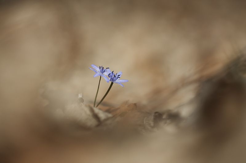 * фото превью