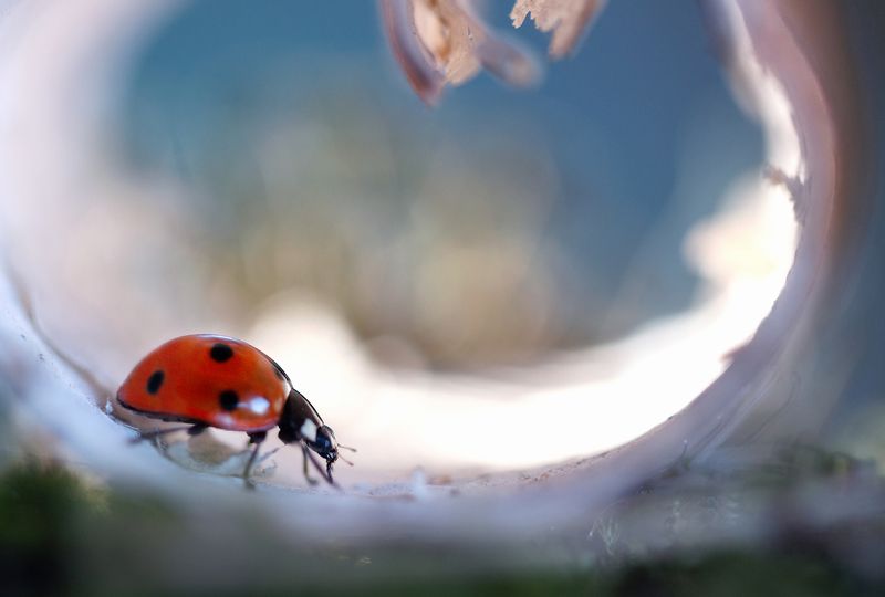 божья коровка, природа, макро, жуки, насекомые Утренняя прогулка фото превью