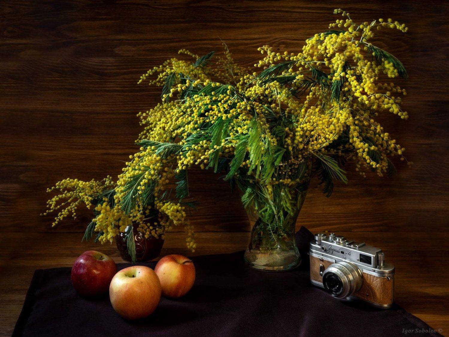 8 марта, поздравление, цветы, мимозы, march 8, congratulations, flowers, mimosa,, Игорь Соболев