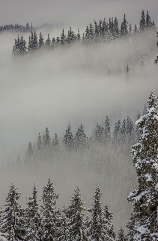 landscape winter mountains snow fog photography photo canvas wallpaper nature trees frame view  Winter in Vlădeasa mountains фото превью