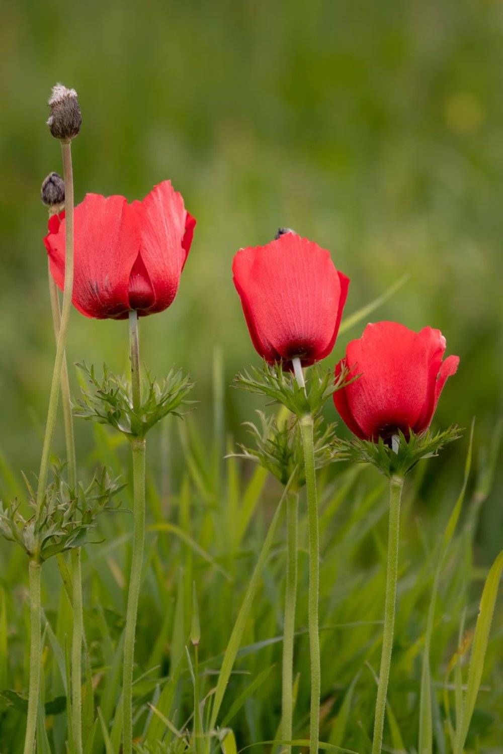 anemones, red, green, three, nature, spring, Israel, Nikolay Tatarchuk