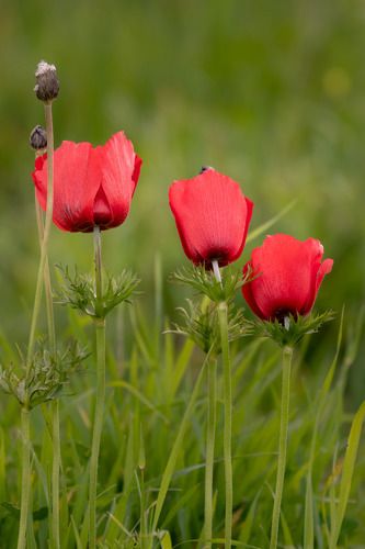Red anemones