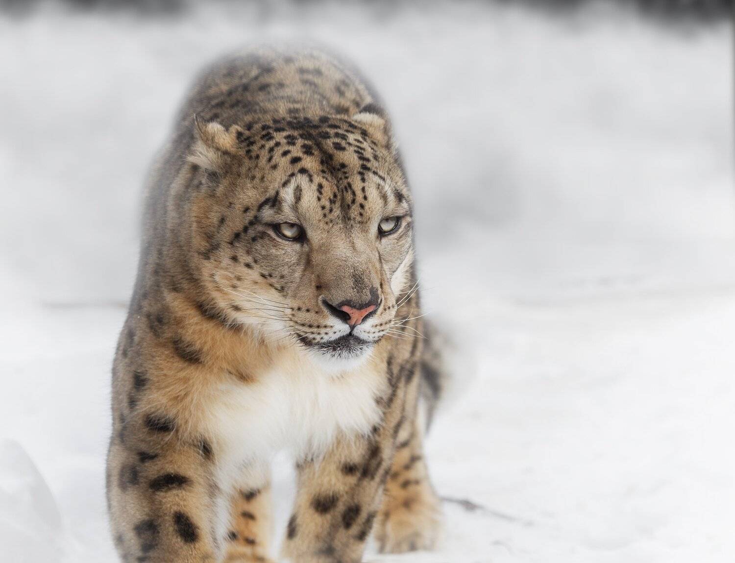 снежный барс, Олег Богданов