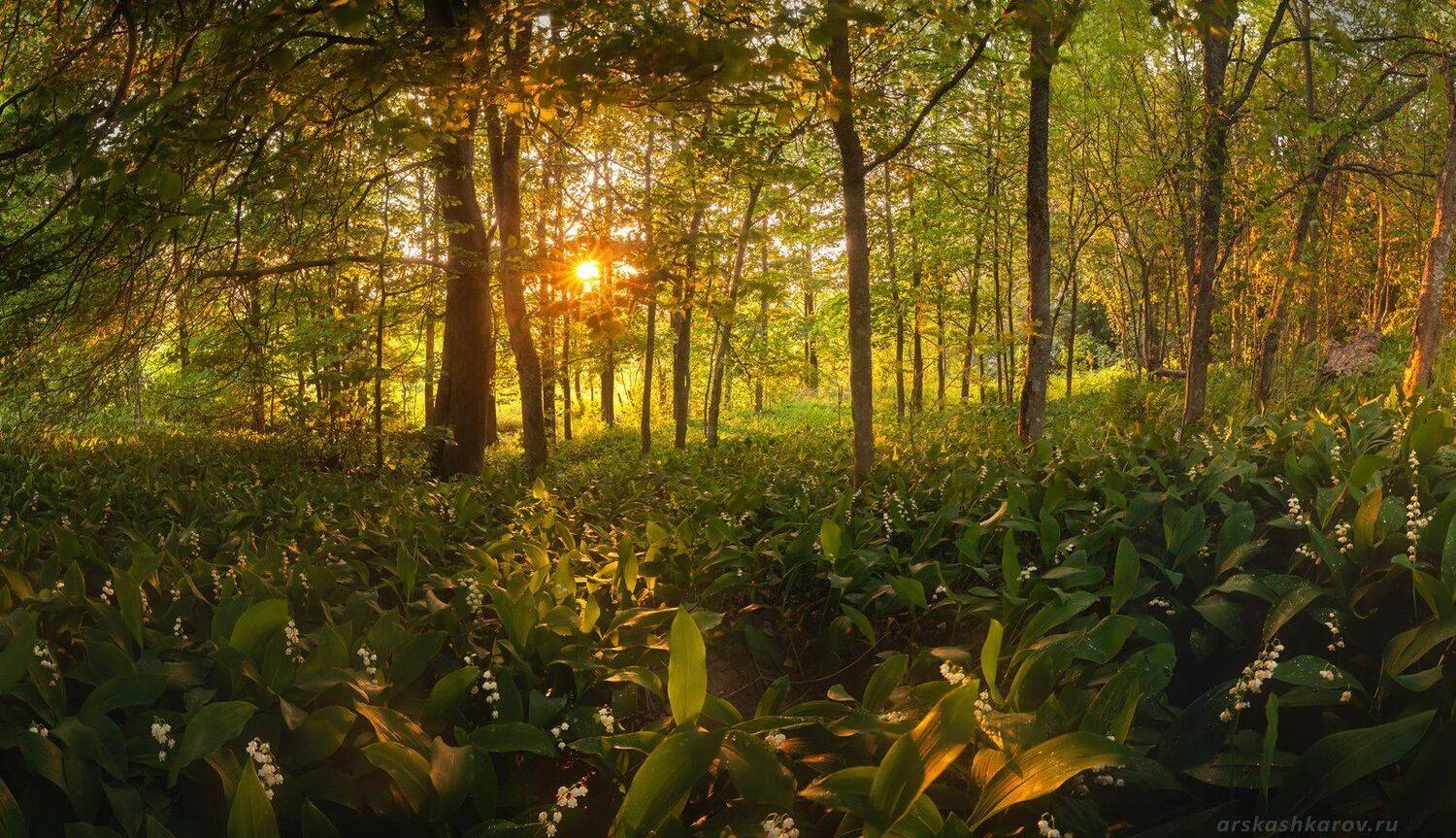 ландыши, ленинградская область, ленобласть, весенний лес, Арсений Кашкаров