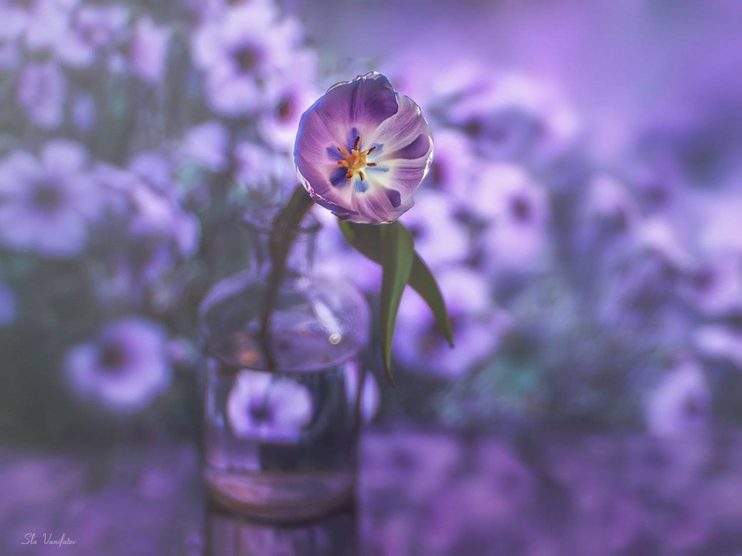 , Вячеслав Ванифатьев