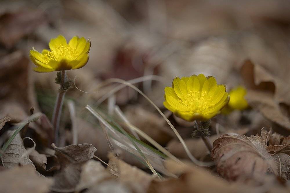 адонис амурский adonis amurensis март весна, Евгений Слободской