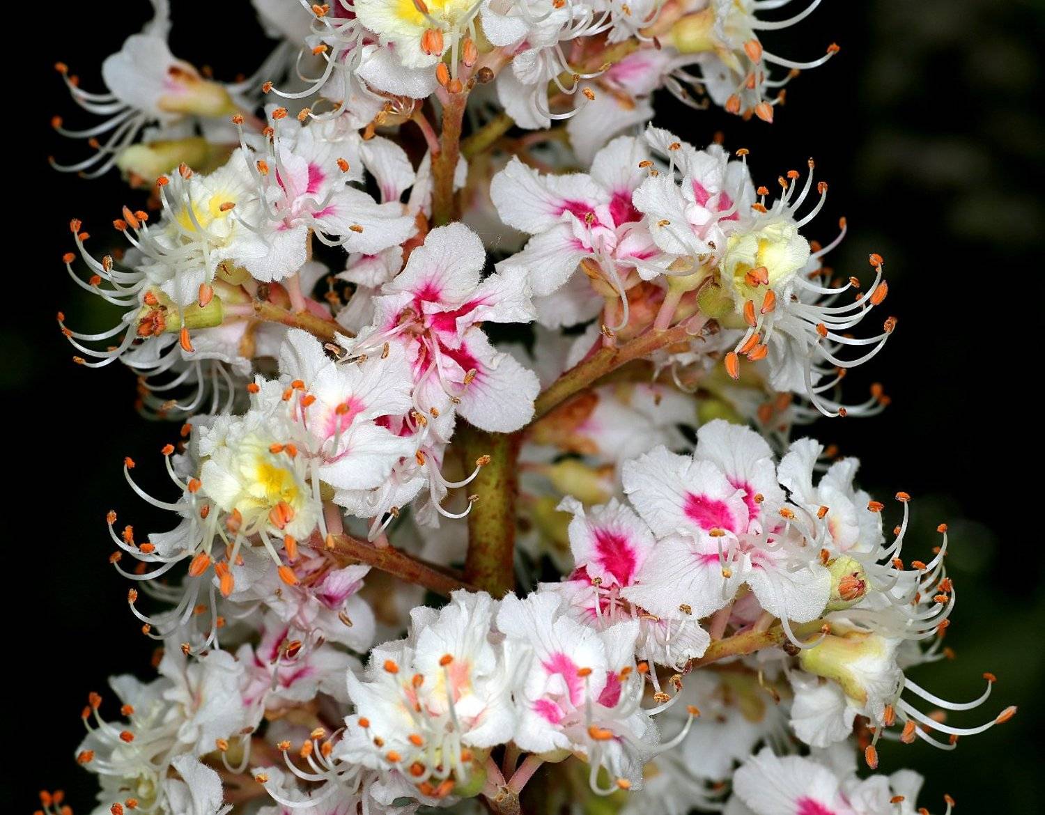конский каштан эскулус aesculus цветок, Александр Зорин