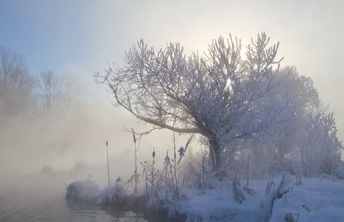 Белые ивы февраля