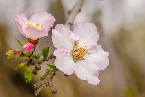 flowers of almond trees