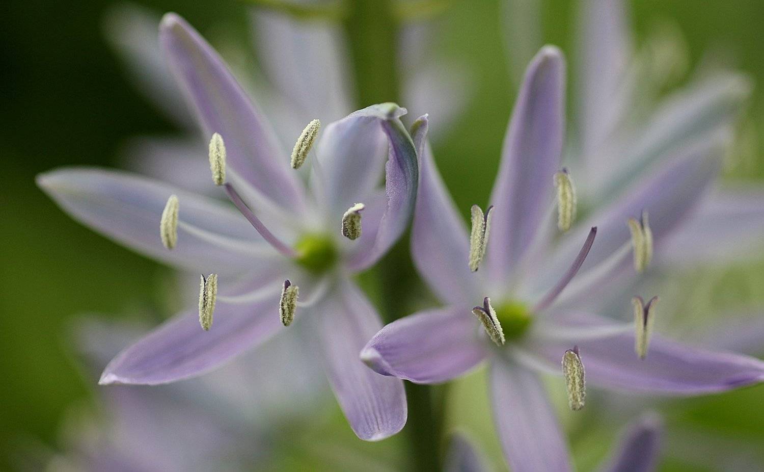 цветок тычинка, Александр Зорин