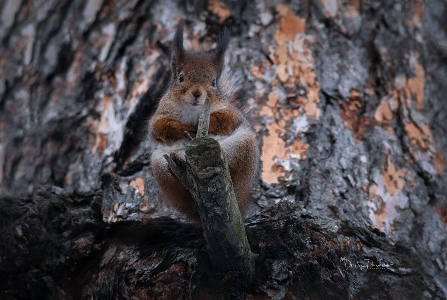 природа, животные, птицы, Дмитрий Посевич