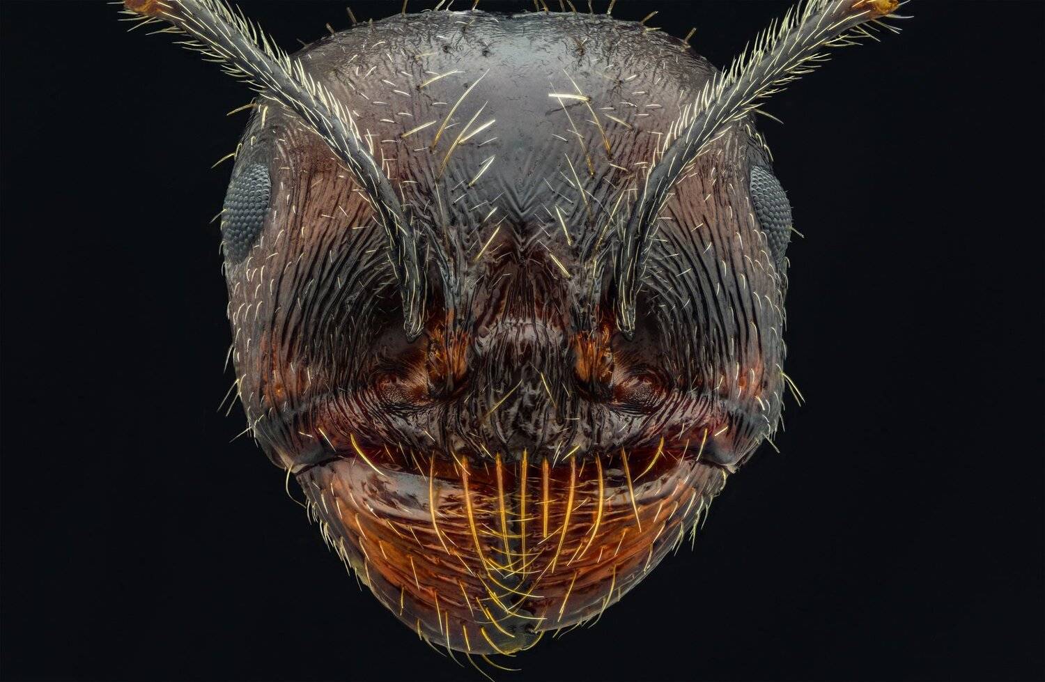 ceclii, macro, extrememacro, nikon d3400, semiplan 6.3, Tsvetan Ganev