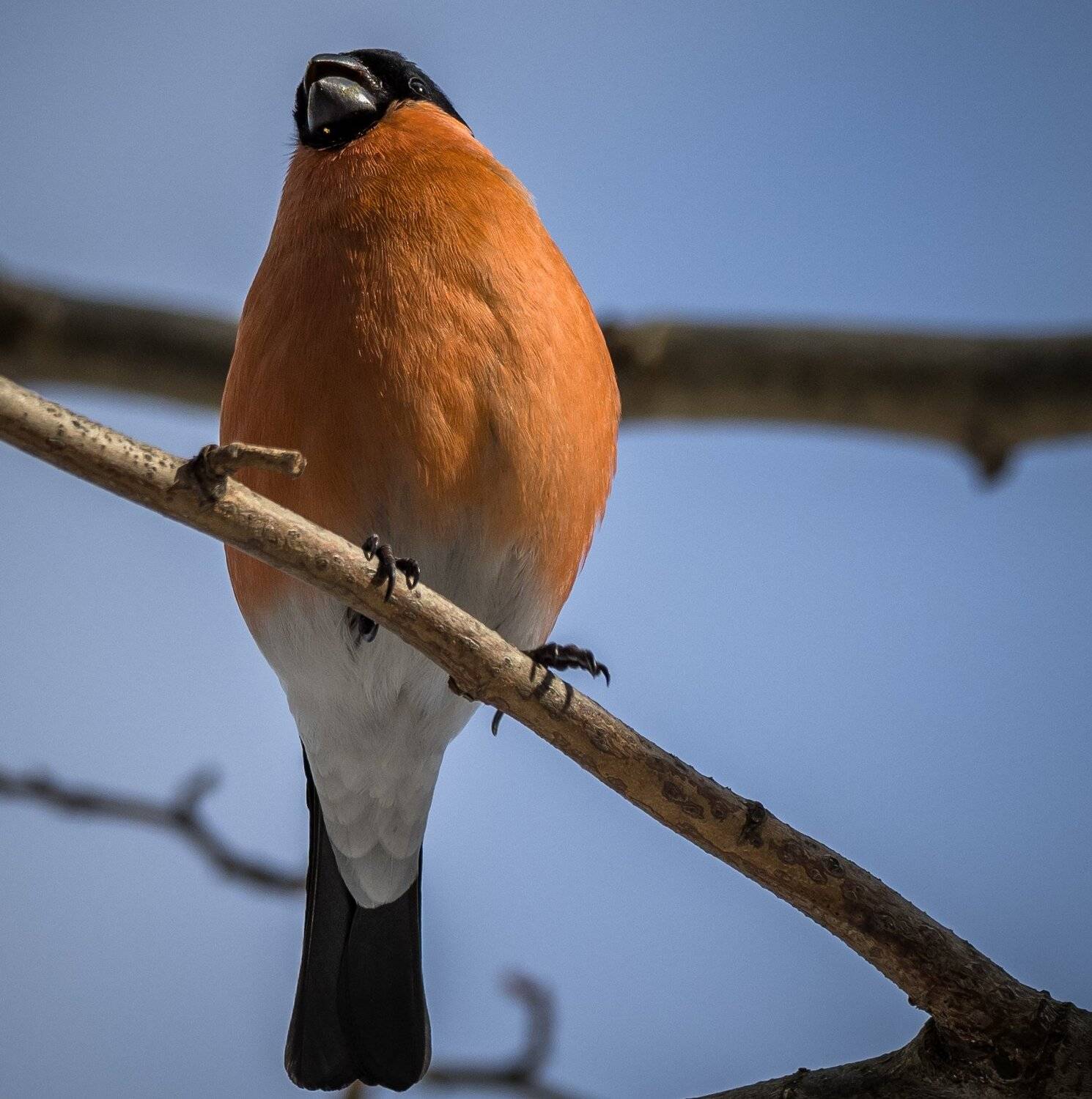 , Курлянцев Алексей