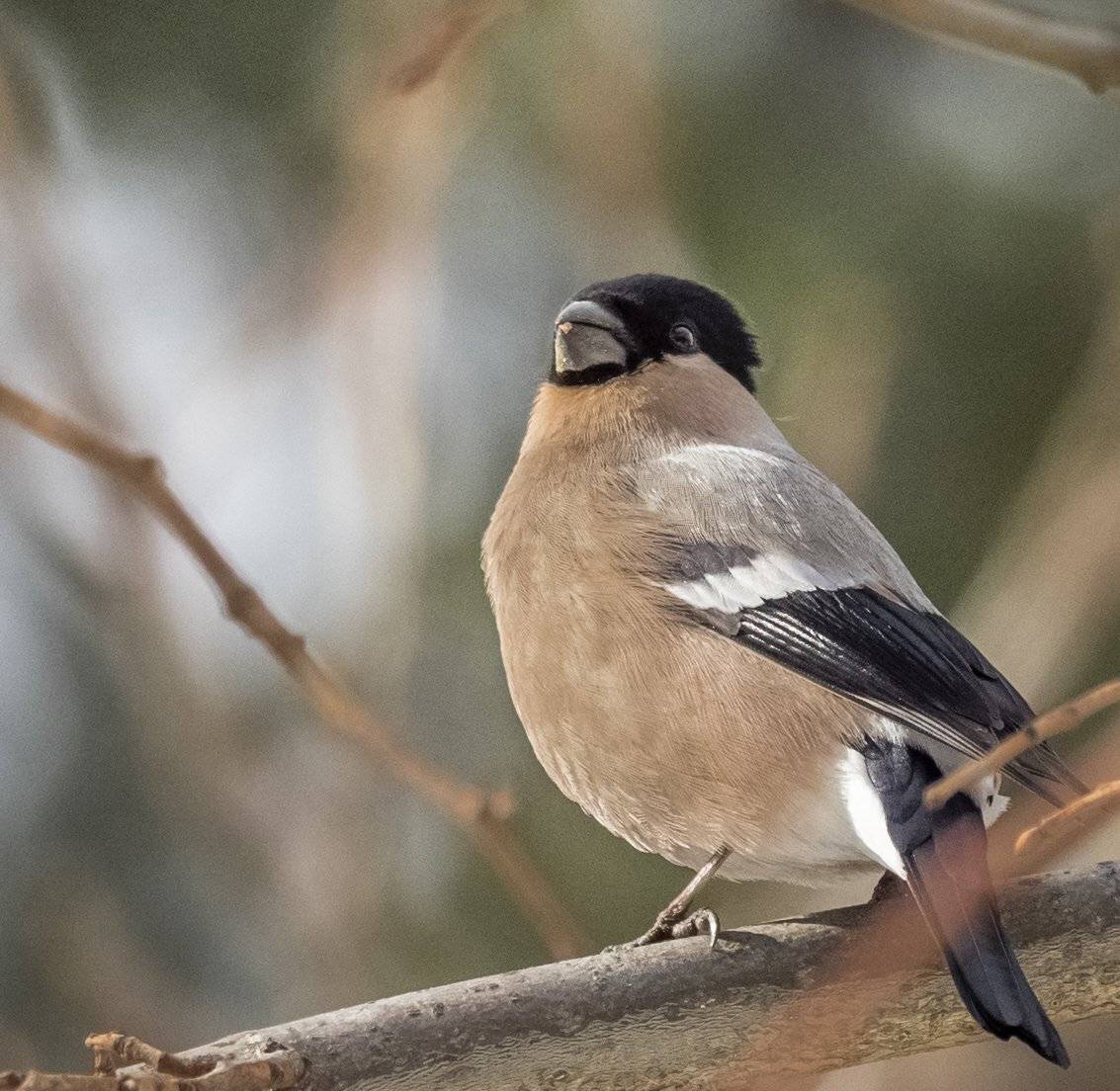 , Курлянцев Алексей