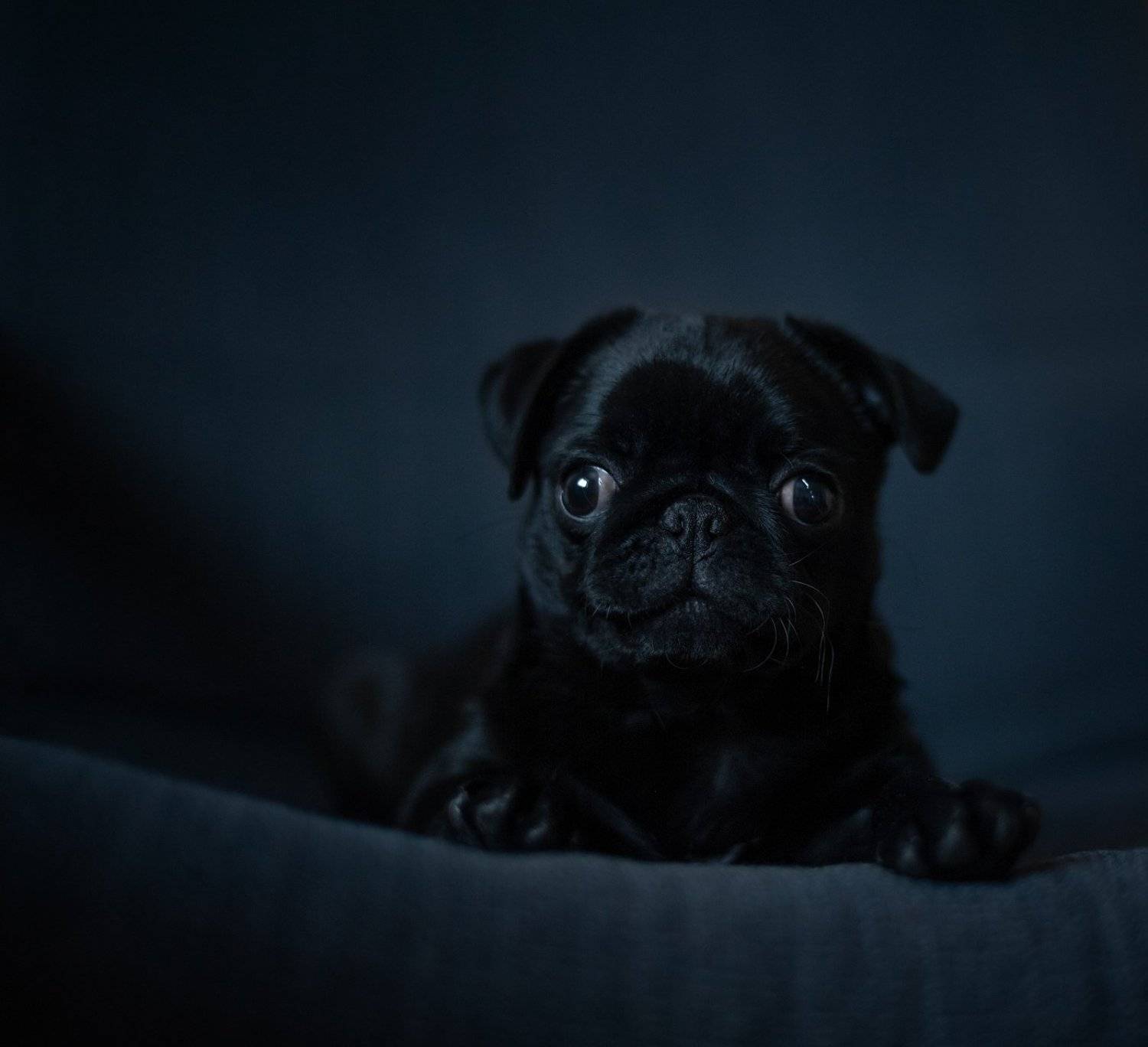 , Анастасия Крылова