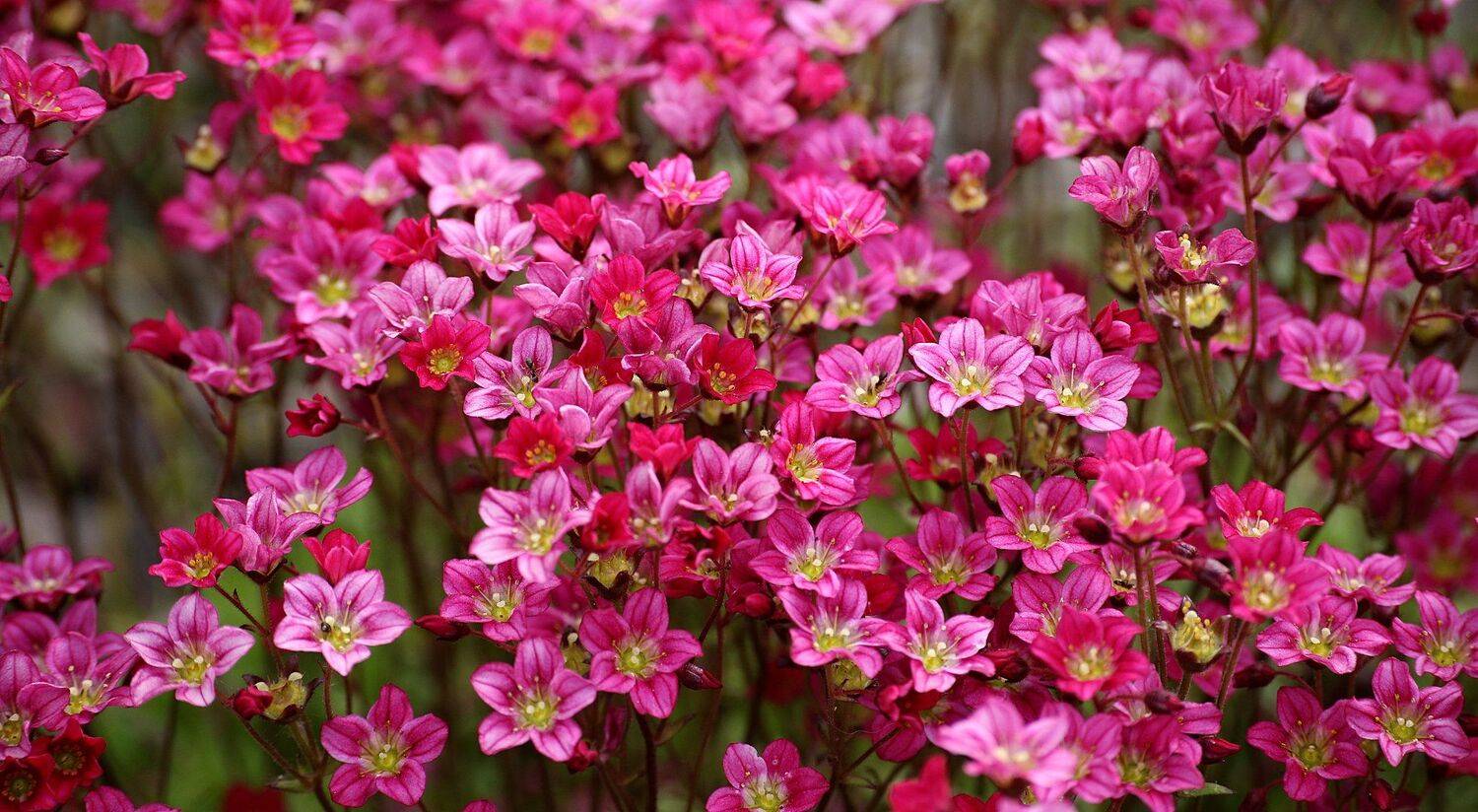 камнеломка, , арендса, saxifraga, arendsii, Александр Зорин