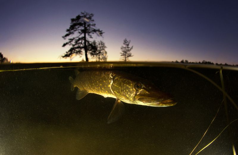 karelia, underwater, russia Страж озера фото превью