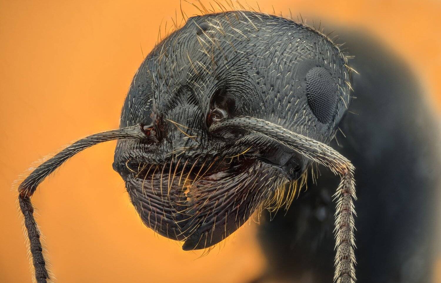 ceclii, macro, extrememacro, nikon d3400, semiplan 6.3, Tsvetan Ganev